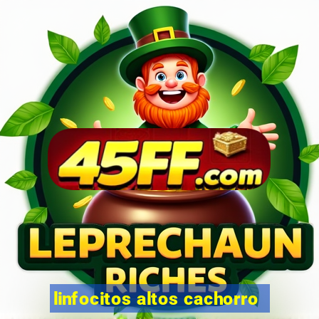 linfocitos altos cachorro